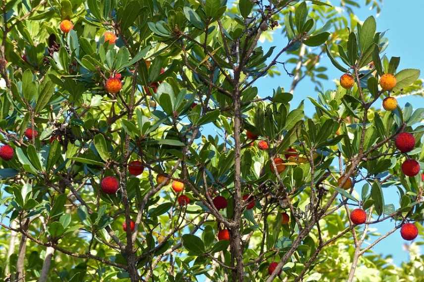 arbres arbustes en cepee, port silhouette en cepee, les plus beaux arbustes arbres cepee, arbre arbuste multi tronc