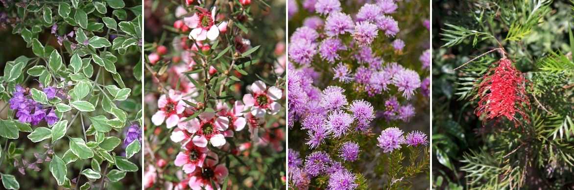 Prostanthera, menthe australienne, menthe arbustive