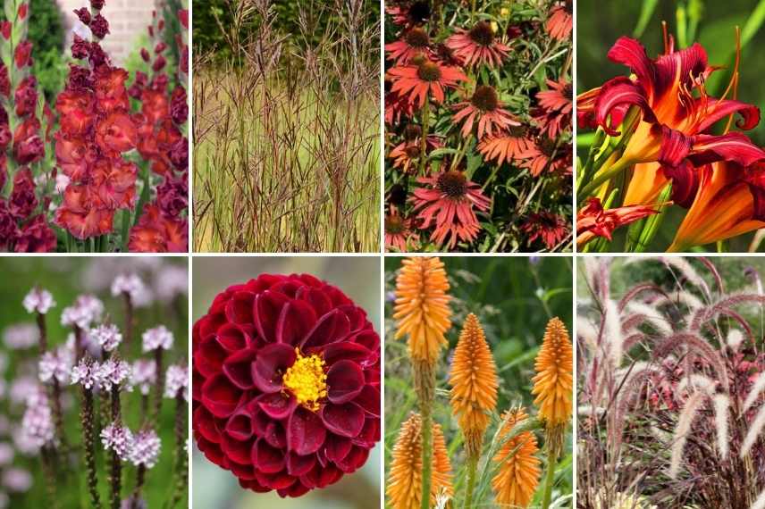 idées massif fleurs rouges, plate bande rouge, jardin rouge, floraisons rouges massif jardin