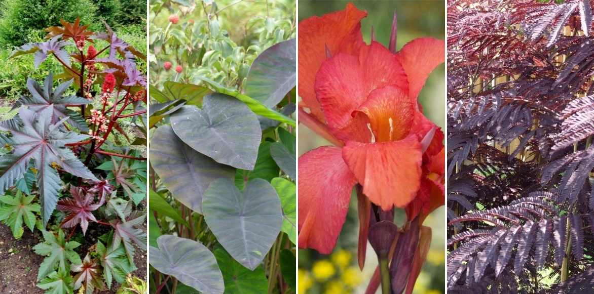 ricin, ricinus communis, plante feuillage exotique