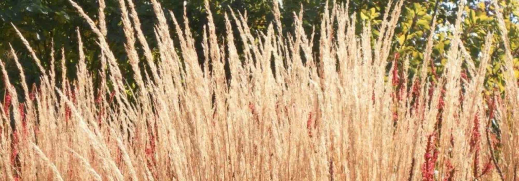 Associer le calamagrostis