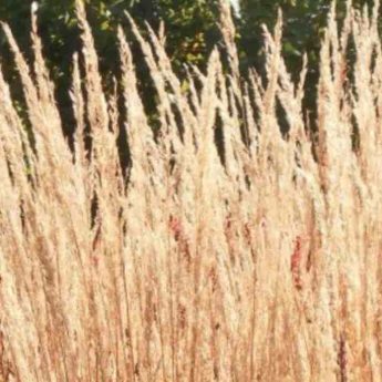 Associer le calamagrostis