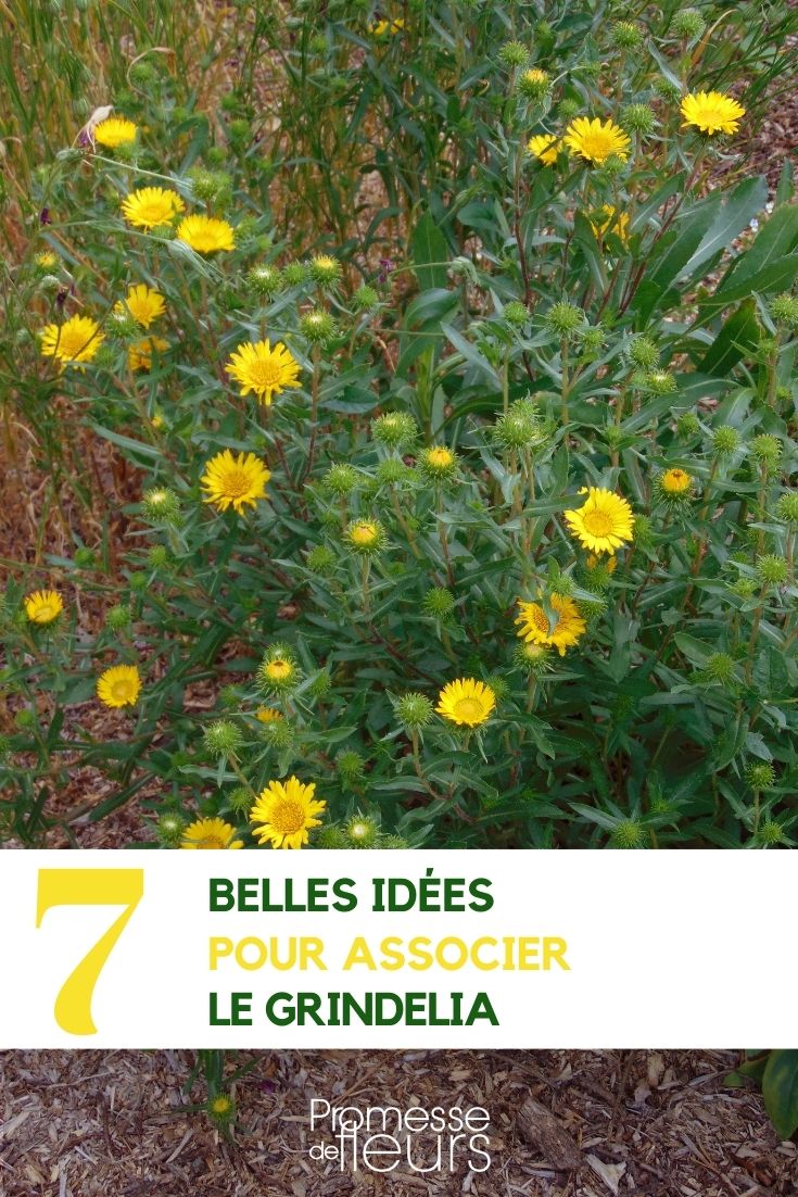 associer le grindelia