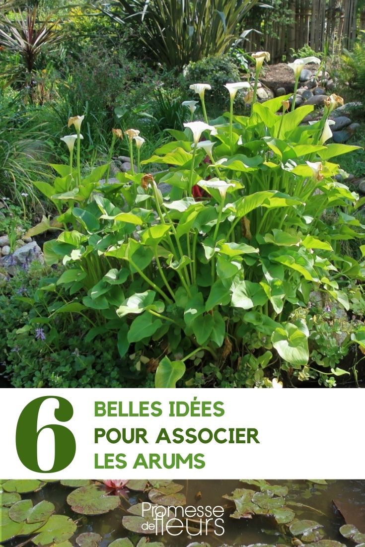 associer les arums