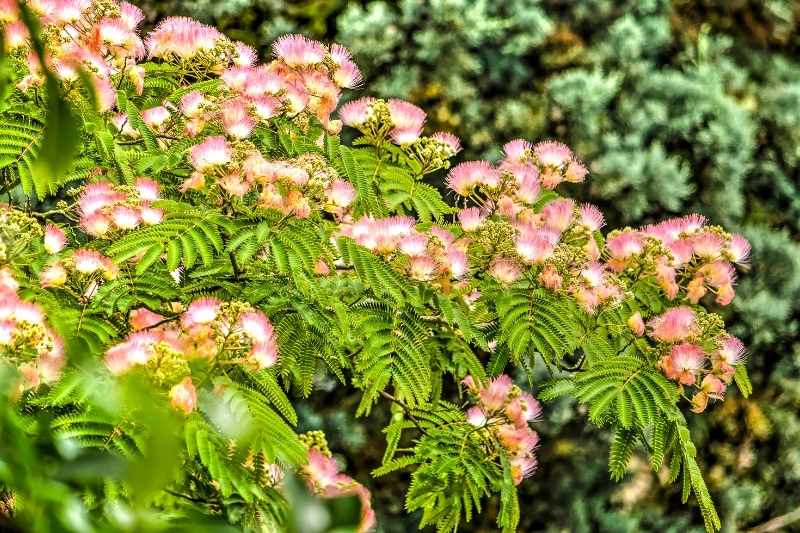 bouture albizia, bouturer albizia, multiplier albizia