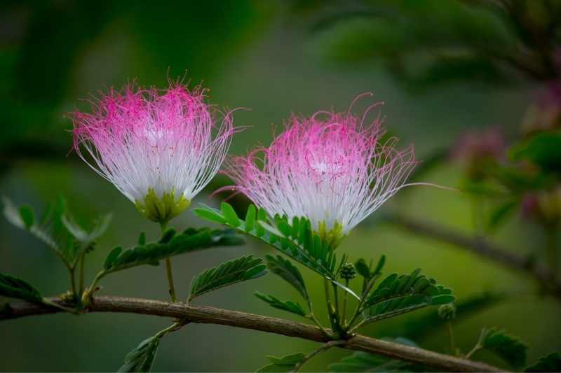 bouture albizia, bouturer albizia, multiplier albizia