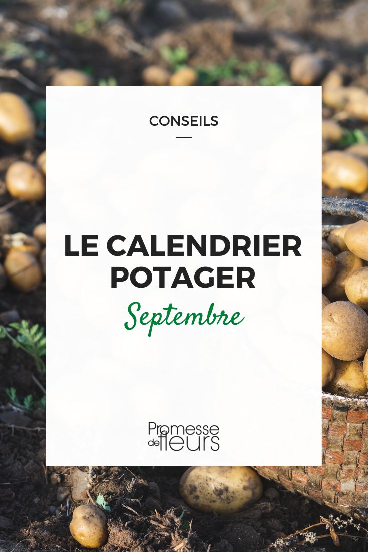 travaux potager septembre