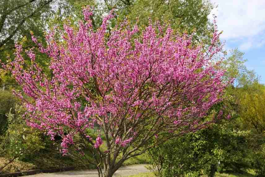 arbres arbustes en cepee, port silhouette en cepee, les plus beaux arbustes arbres cepee, arbre arbuste multi tronc