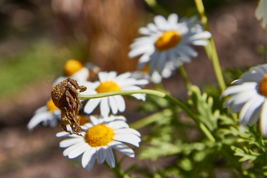 supprimer les fleurs fanees