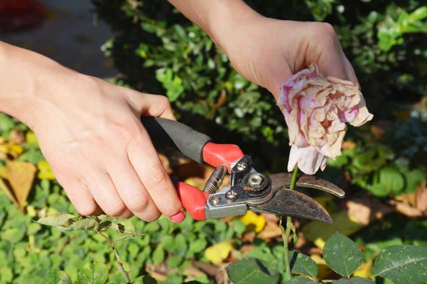 tailler les rosiers