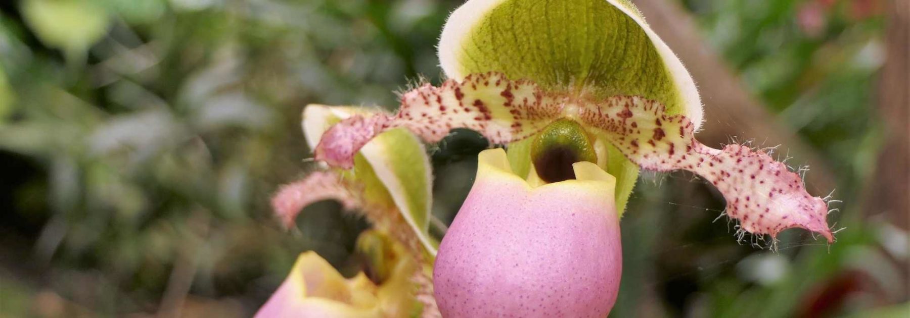 Comment associer le Cypripedium - Sabot de Vénus ?