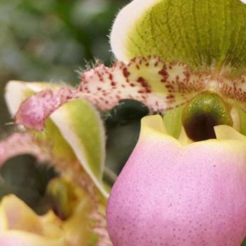 Comment associer le Cypripedium - Sabot de Vénus ?