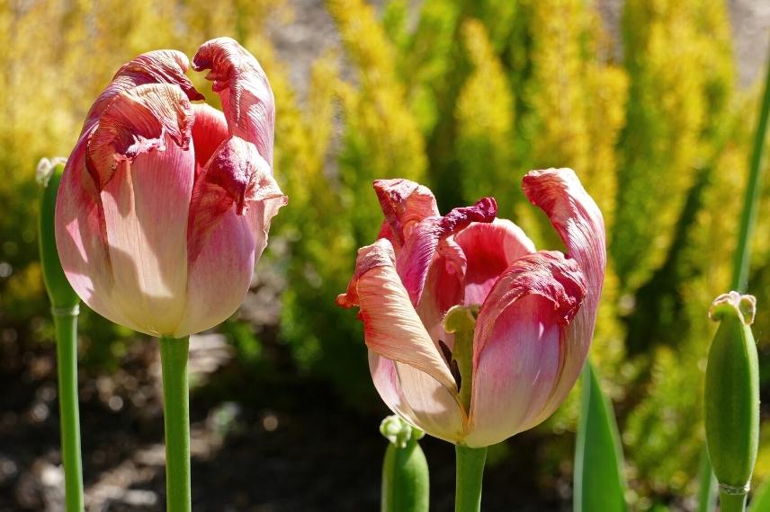 fleur fanee de tulipe - bulbe