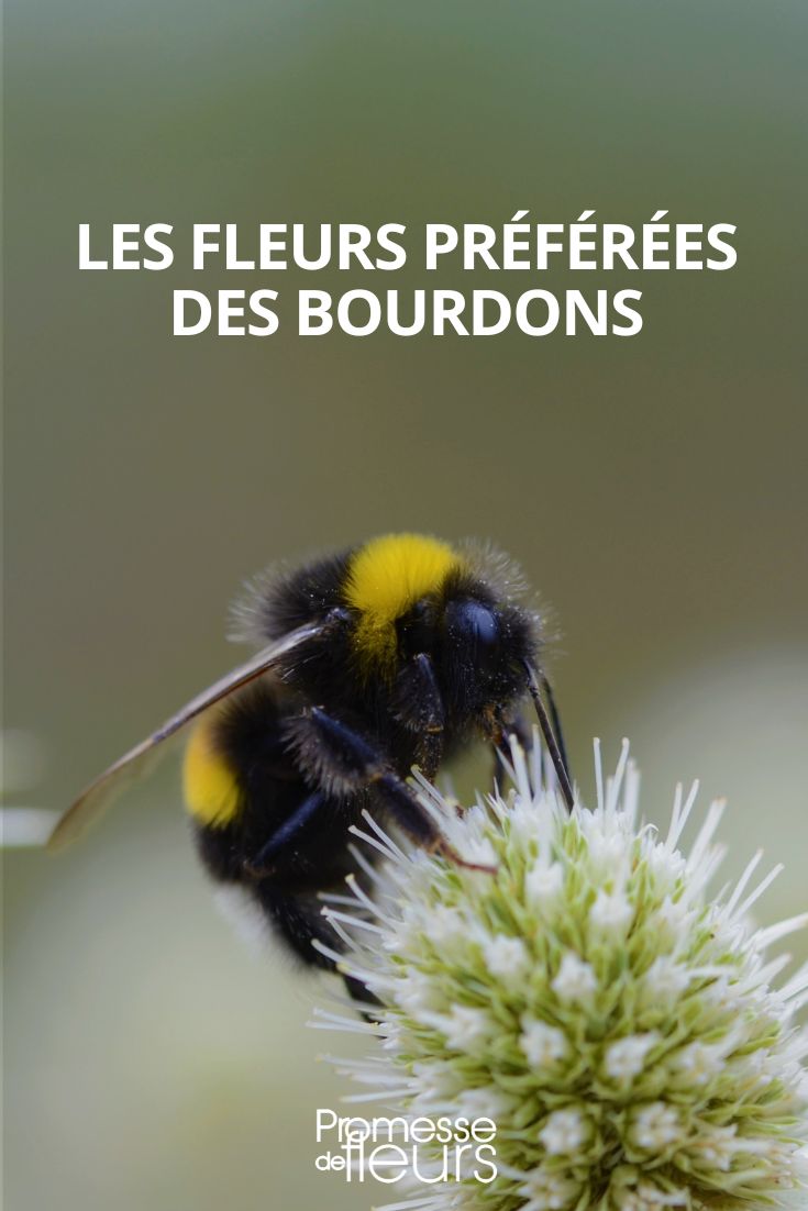 fleurs preferees des bourdons