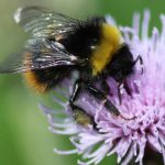 Les fleurs préférées des bourdons