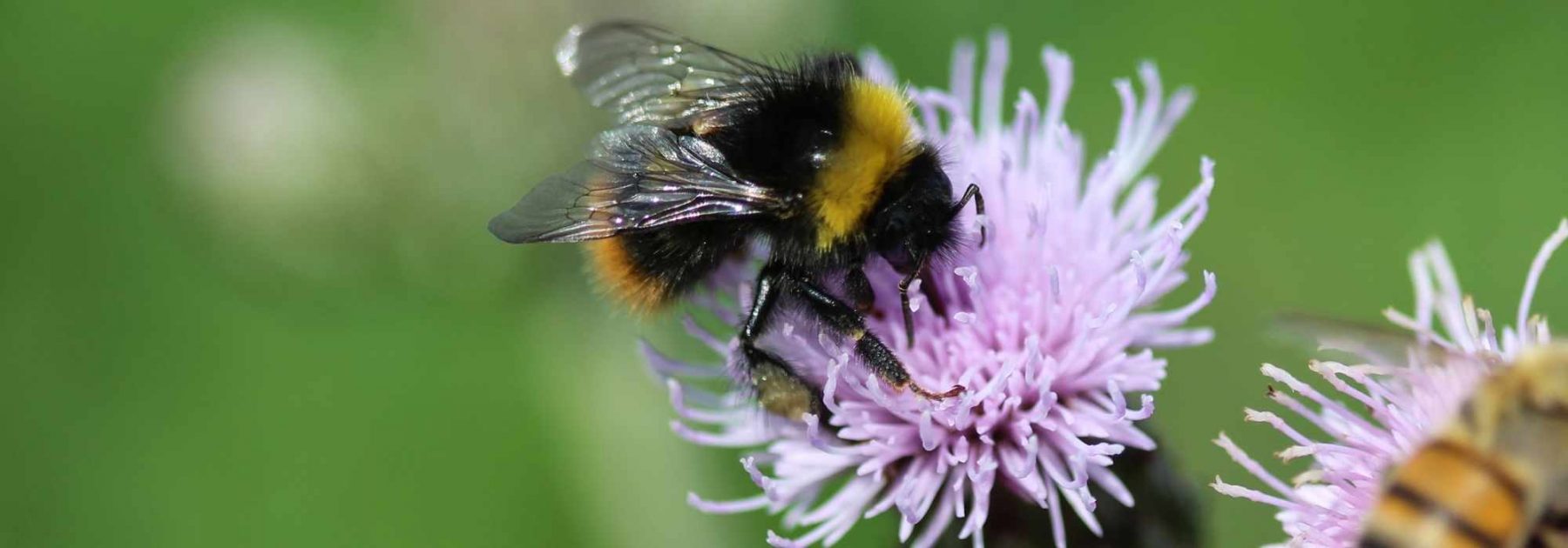 Les fleurs préférées des bourdons