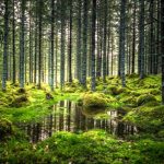 Changement climatique : l'expansion des forêts mondiales rafraîchira-t-elle l'atmosphère... ou le contraire ?