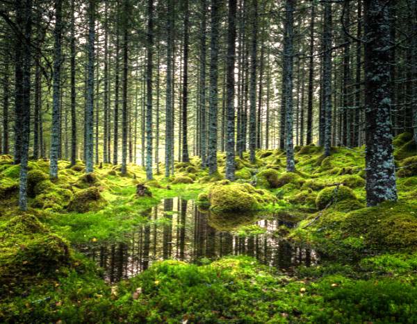 Changement climatique : l'expansion des forêts mondiales rafraîchira-t-elle l'atmosphère... ou le contraire ?