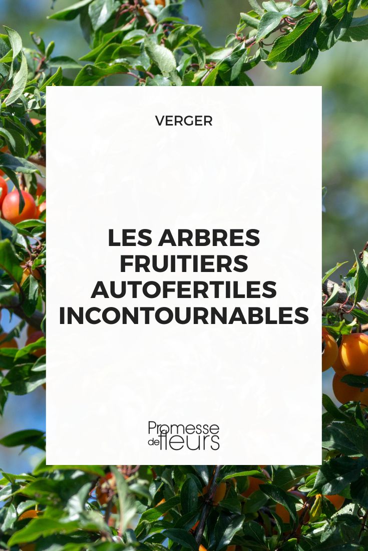 fruitiers autofertiles incontournables