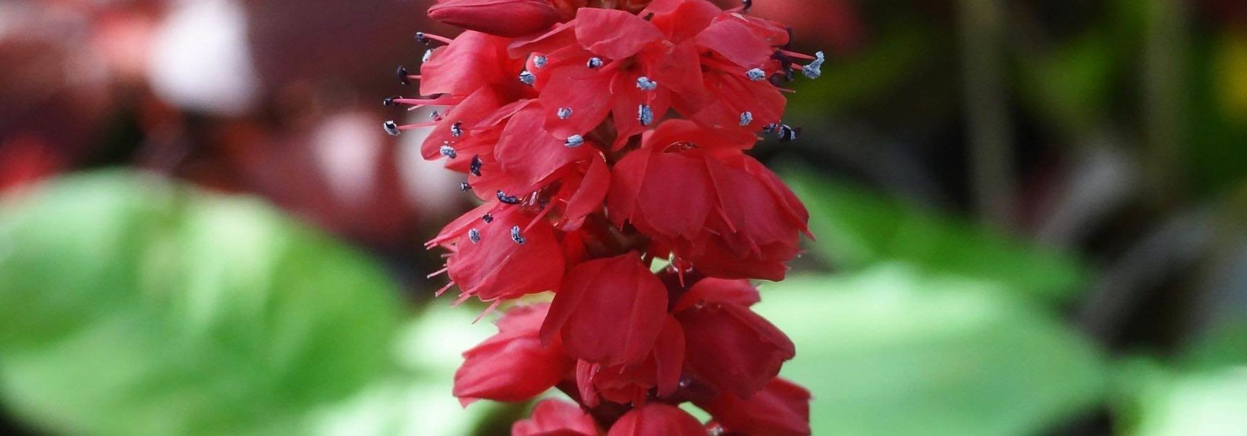 7 Persicaires à fleurs rouges