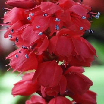 7 Persicaires à fleurs rouges