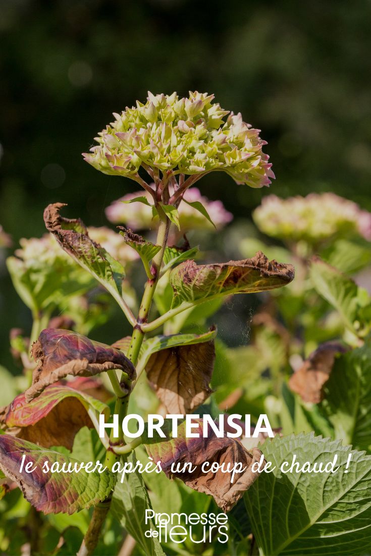 hortensia le sauver apres un coup de chaud