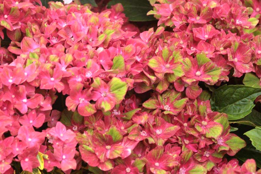 Hydrangea macrophylla ‘Schloss Wackerbarth’ 