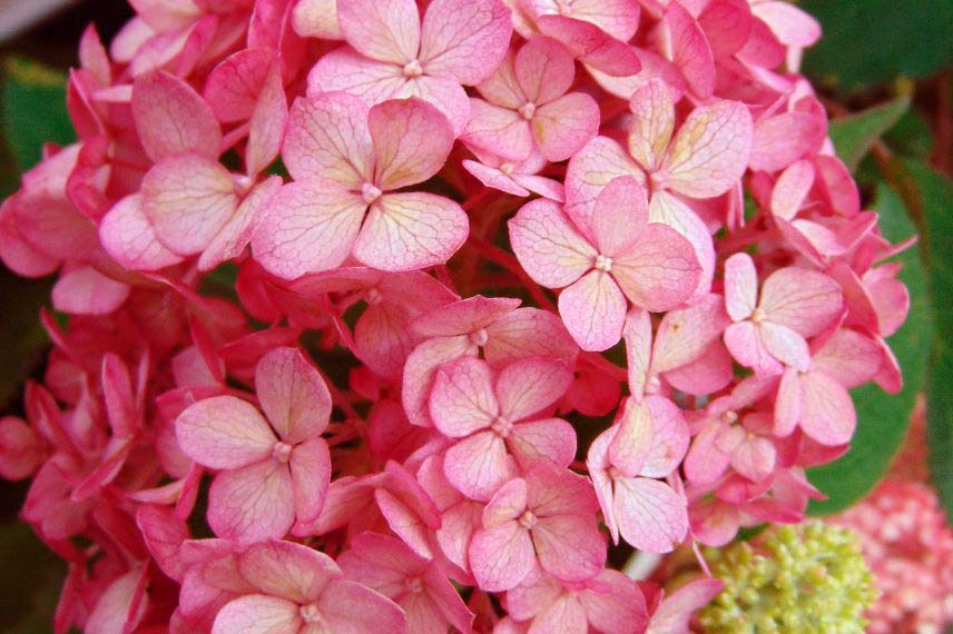 Hydrangea arborescens ‘Ruby Annabelle’