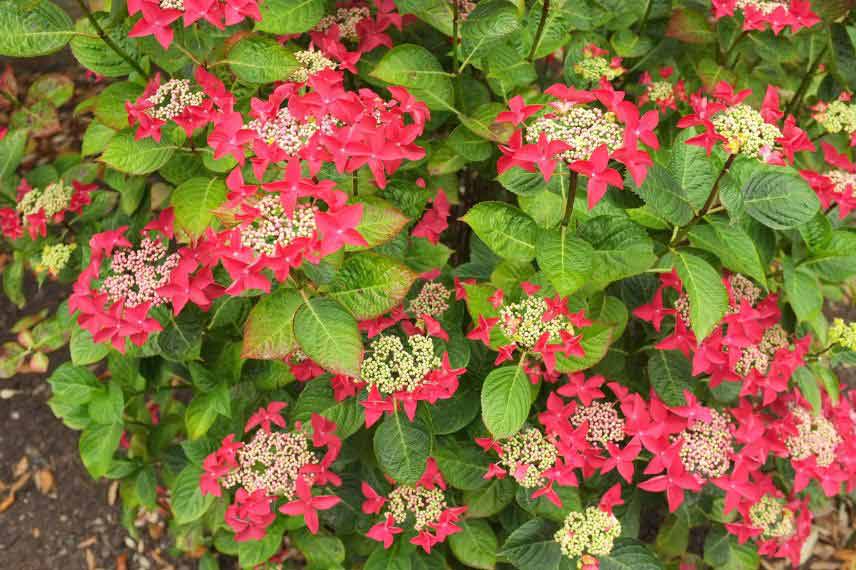 Hydrangea macrophylla ‘Rotschwanz’