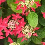 Hortensia rouge : les meilleures variétés