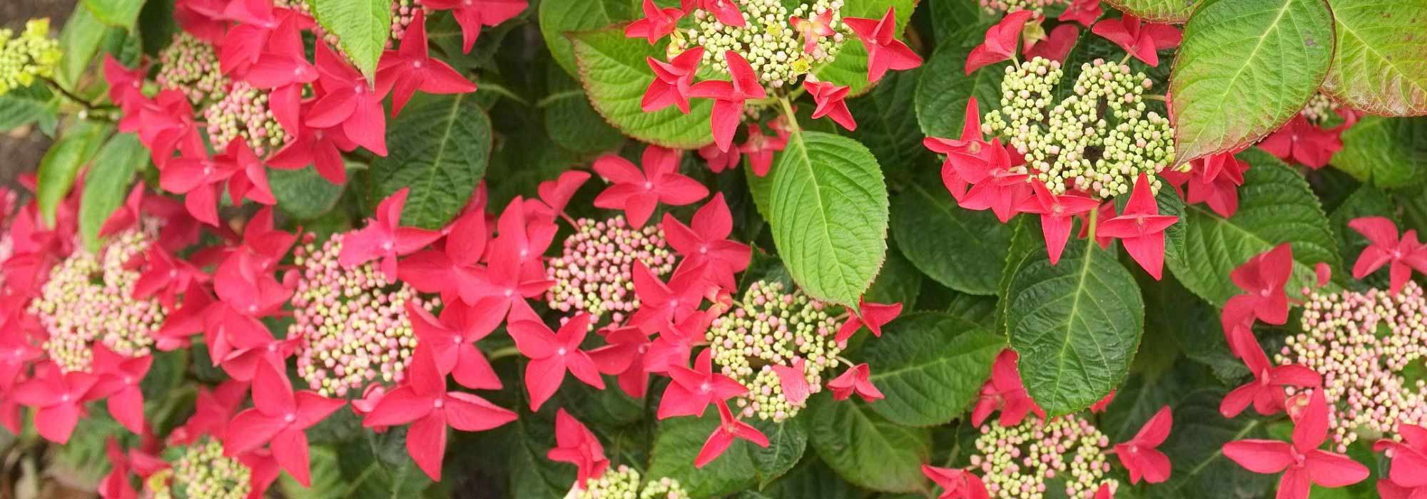 Hortensia rouge : les meilleures variétés