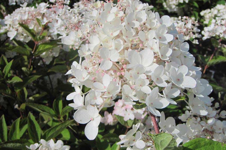 hortensias pour le soleil et résistants à la sécheresse Hydrangea paniculata ‘Grandiflora’