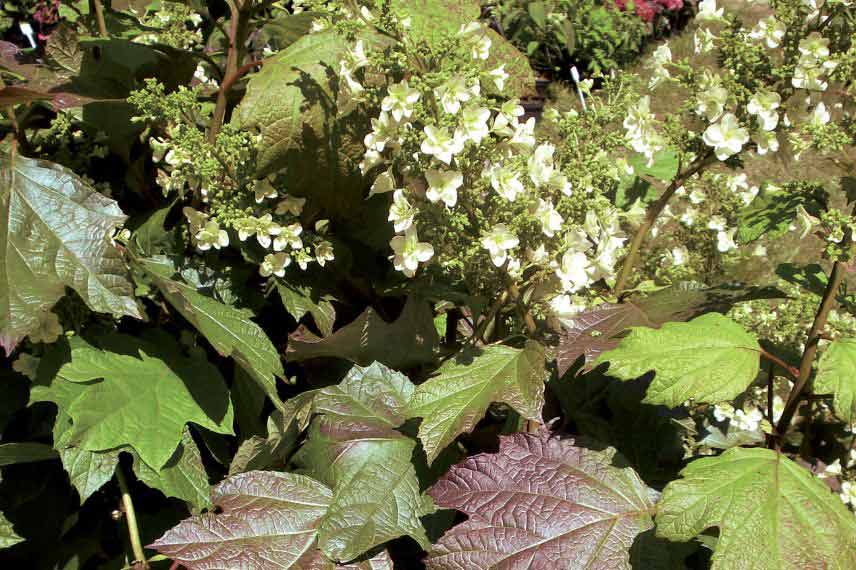 hortensias pour le soleil et résistants à la sécheresse Hydrangea quercifolia ‘Snowflake’