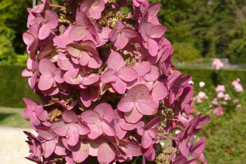hortensias pour le soleil et résistants à la sécheresse Hydrangea paniculata ‘Mega Mindy’