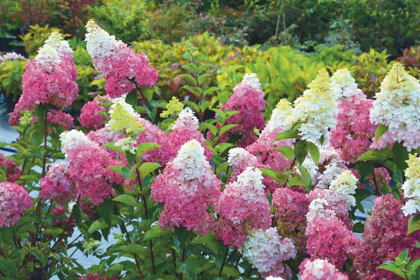 hortensias pour le soleil et résistants à la sécheresse Hydrangea paniculata ‘Fraise Melba’