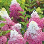 6 hortensias pour le soleil et résistants à la sécheresse