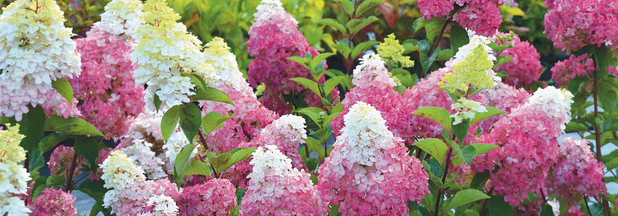 6 hortensias pour le soleil et résistants à la sécheresse