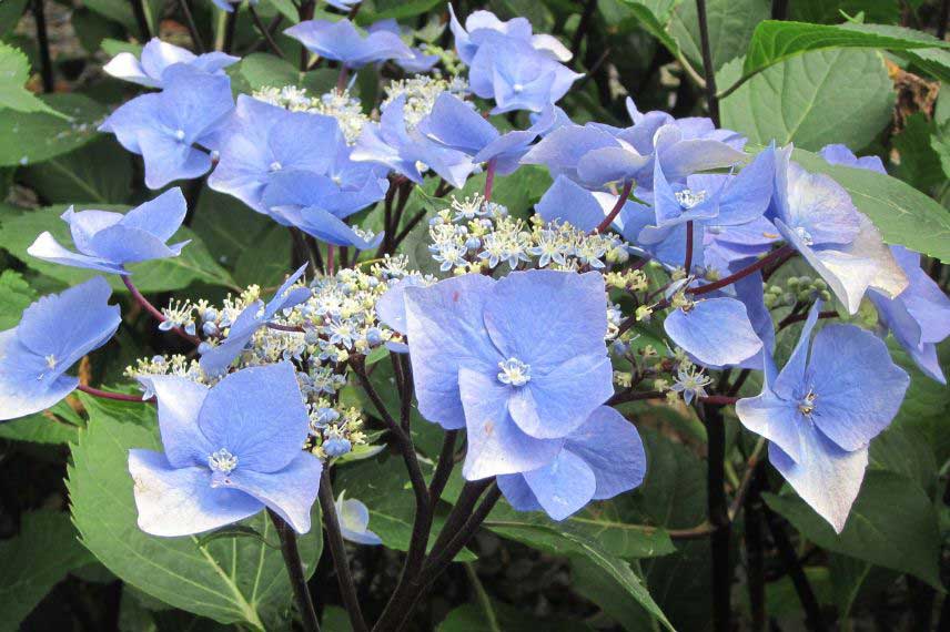 hortensias à bois ou feuillage coloré