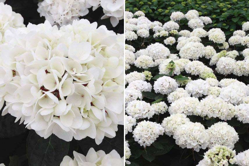 hortensias à bois ou feuillage coloré