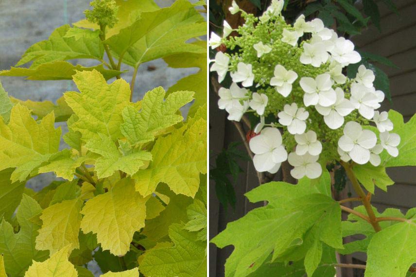 hortensias à bois ou feuillage coloré