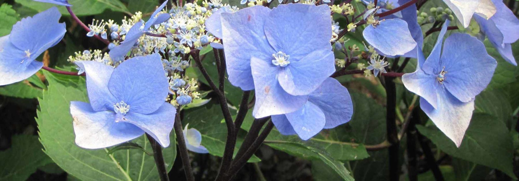 Petit cahier Fleurs vertes - La Mer à Bois