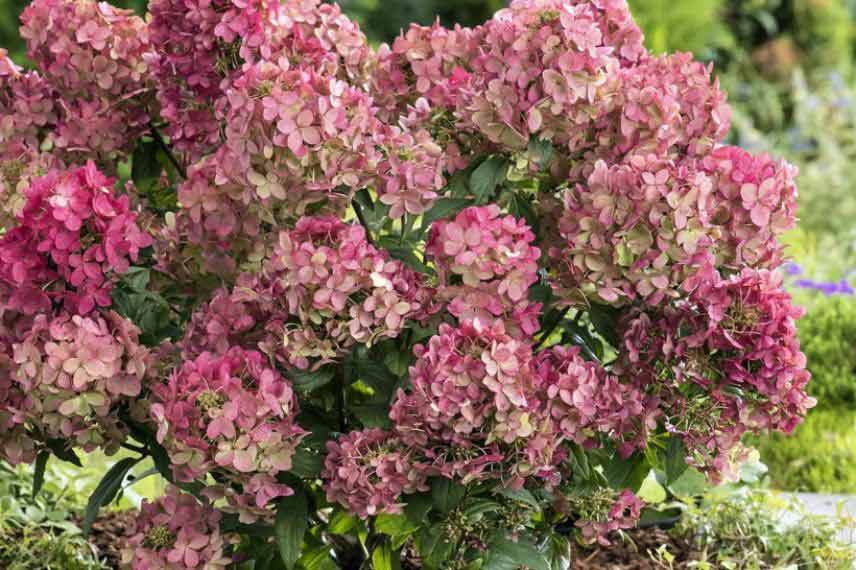 Hydrangea paniculata ‘Petite Star’