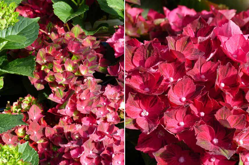 Hydrangea macrophylla ‘Magical Ruby Tuesday’