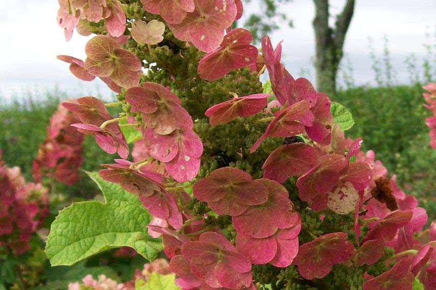 Hydrangea quercifolia ‘Ruby Slippers’