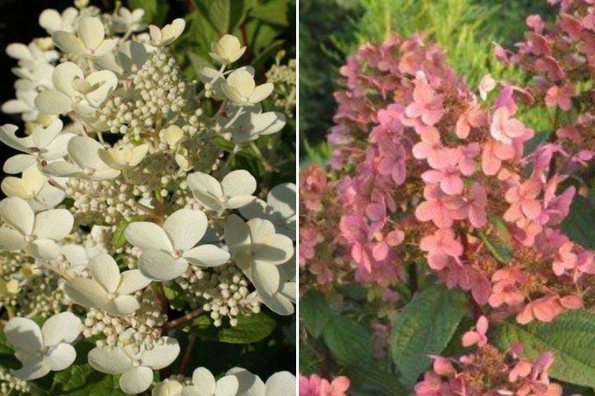 Hydrangea paniculata ‘Early Sensation’