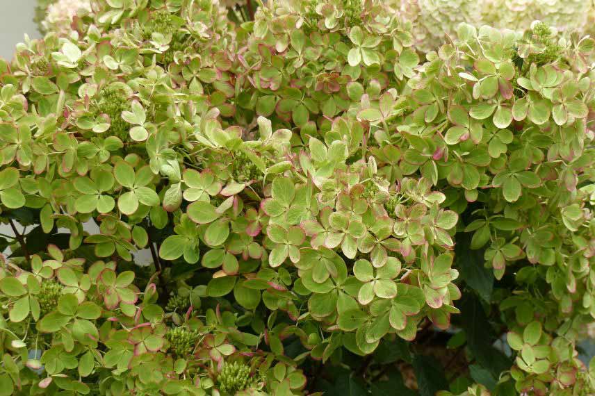 Hydrangea paniculata ‘Pastelgreen Rencolor’