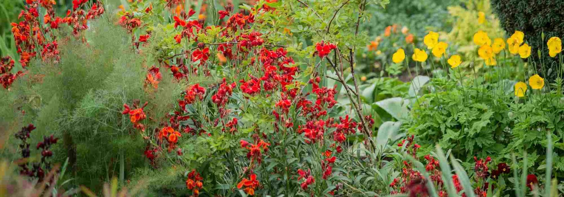 6 idées de massifs pour jardin rouge/pourpre