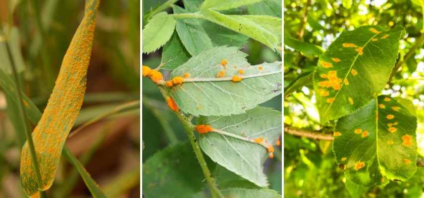 rouille identifier traiter traitement, rouille prevention plantes vegetaux feuilles rosiers legumes fruits