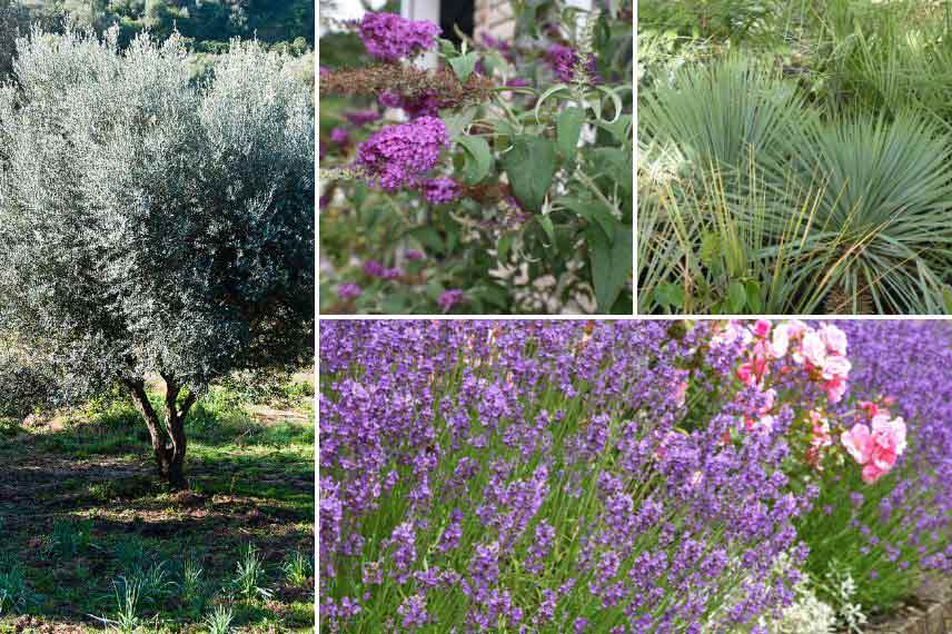 jardin et changement climatique