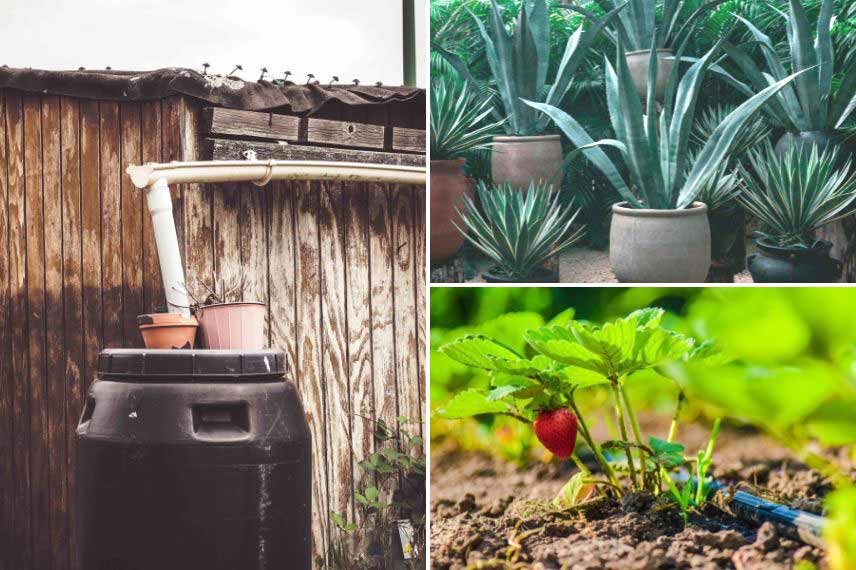 jardin et changement climatique